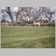 Scot06-06-019- Sheep playing on Hadrians Wall.JPG